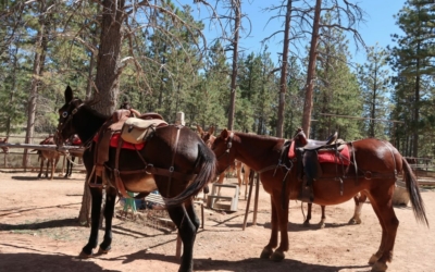 mules bryce canyon