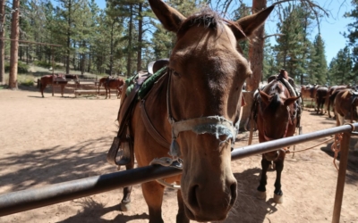 mules bryce canyon