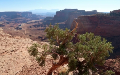 Shafer Canyon