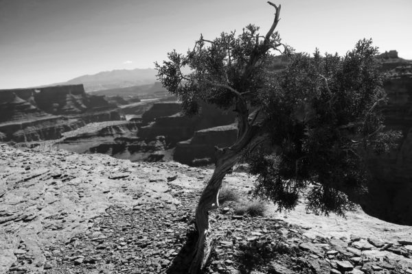 shafer canyon 