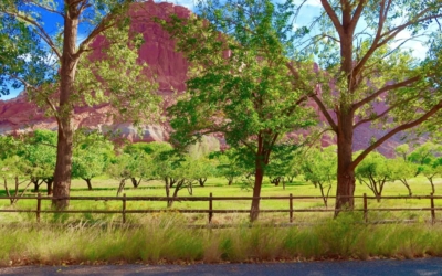 Fruita section