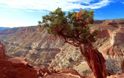 goosenecks overlook