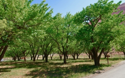 Fruita section