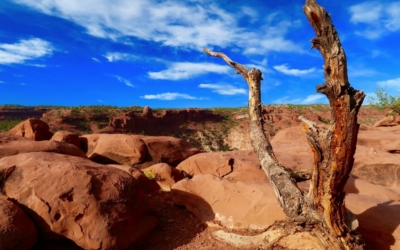 goosenecks overlook