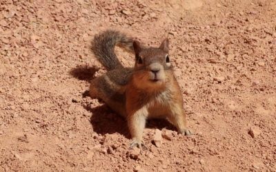 navajo loop bryce canyon