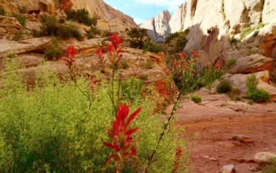 capitol gorge trail