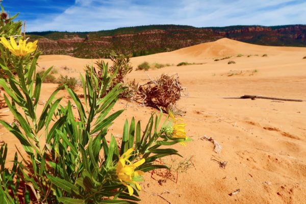 flore coral pink sand dunes sp