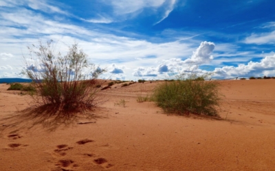 Coral Pink Sand Dunes