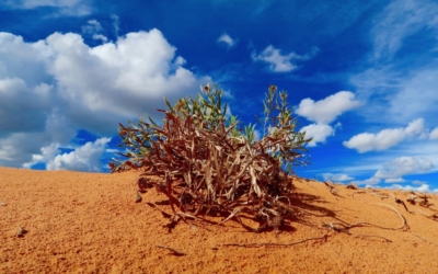 flore coral pink sand dunes sp