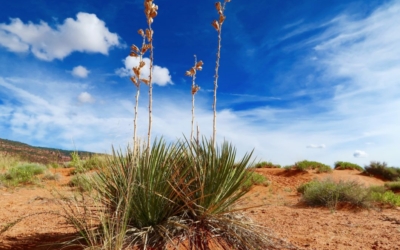 flore coral pink sand dunes sp