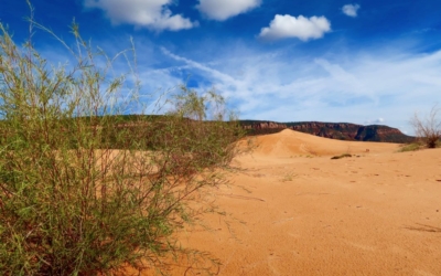 flore coral pink sand dunes sp