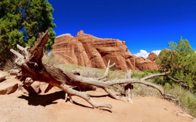 Devil's Garden Trail