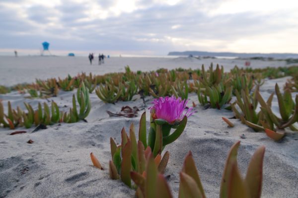 Coronado Beach