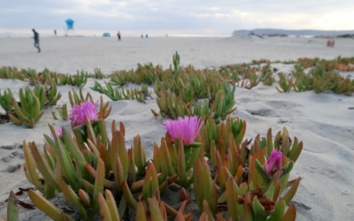 Coronado Beach