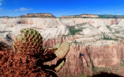 Observation Point