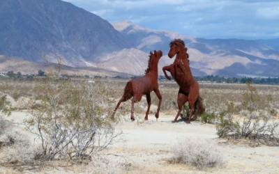 Galleta Meadows