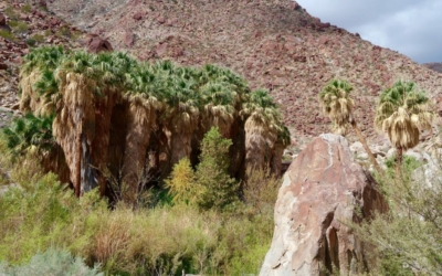 Palm Canyon
