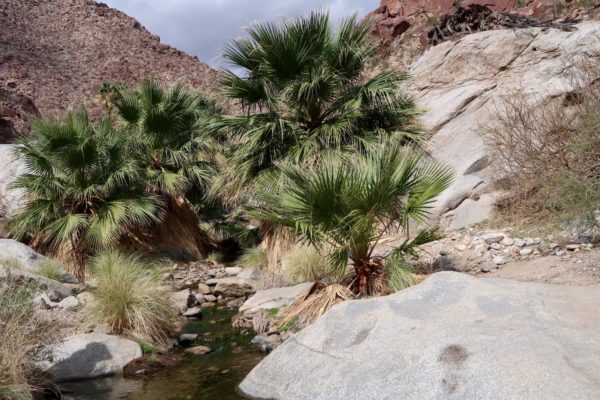 Palm Canyon