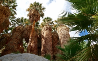 Palm Canyon