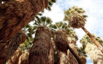 Palm Canyon