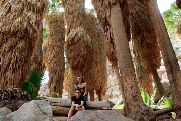Palm Canyon