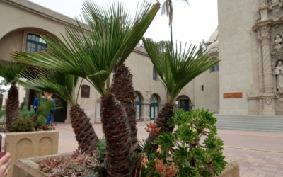 Flore Balboa Park