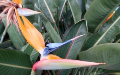 Flore Balboa Park