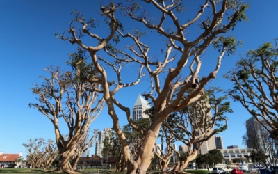 Marina San Diego