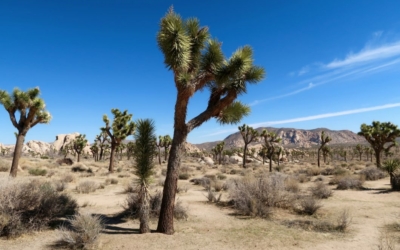 Joshua Tree National Park