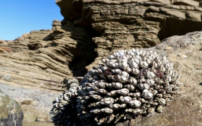 Point Loma Tide Pools