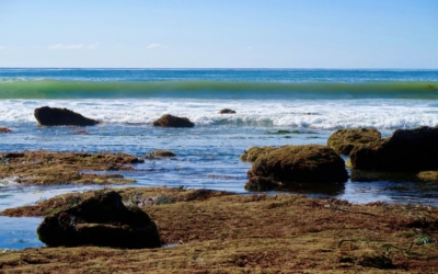 Point Loma Tide Pools