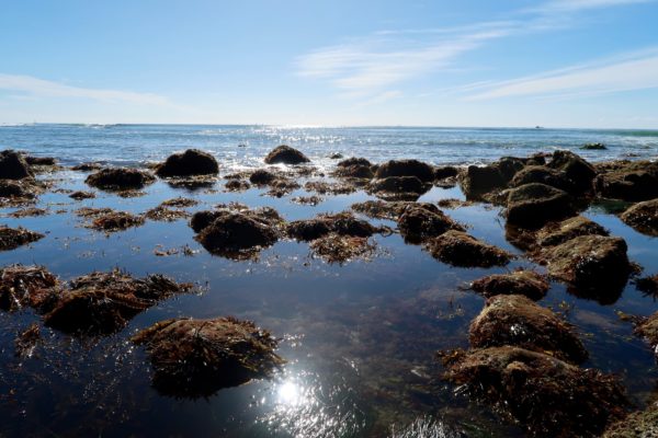 Point Loma Tide Pools 
