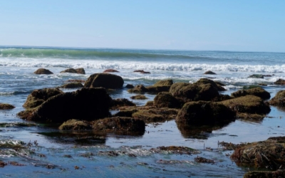 Point Loma Tide Pools