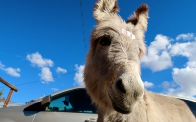 Oatman Route 66