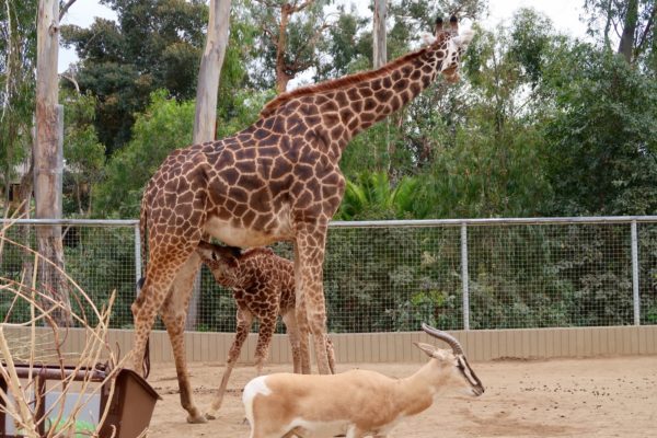 animaux Zoo San Diego