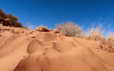 Wildcat Trail