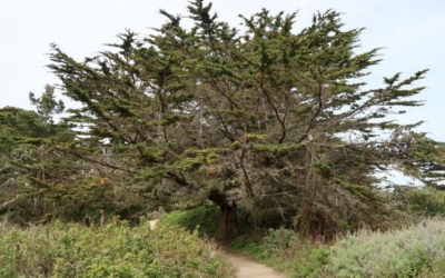 côte Point Lobos