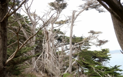 côte Point Lobos