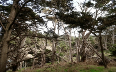 cyprès de Monterey Point Lobos