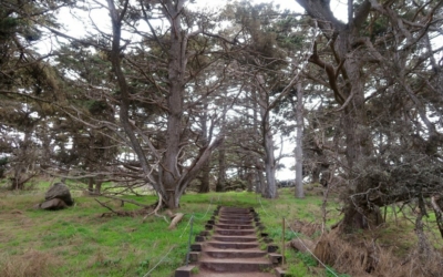 cyprès de Monterey Point Lobos
