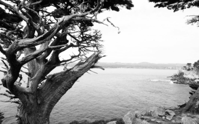 cyprès de Monterey Point Lobos