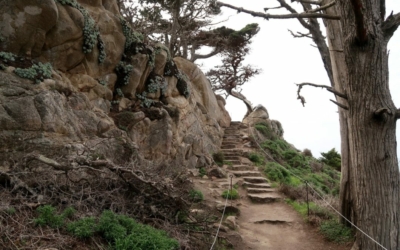 cyprès de Monterey Point Lobos