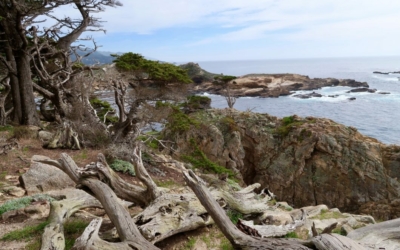 côte Point Lobos