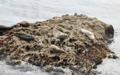 côte Point Lobos