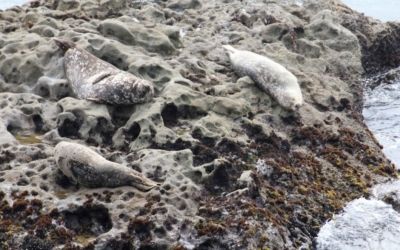 lions de mer point Lobos