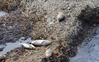 lions de mer point Lobos