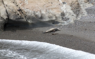 lions de mer point Lobos