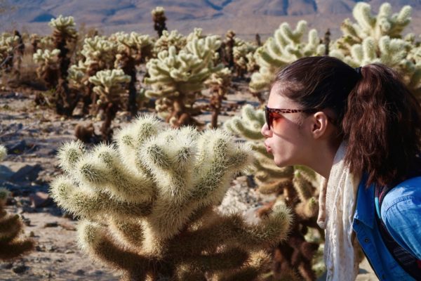 Cholla Cactus Garden