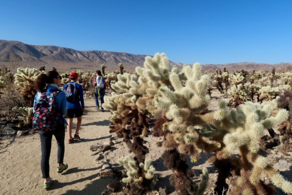 Cholla Cactus Garden