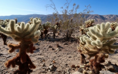 Cholla Cactus Garden